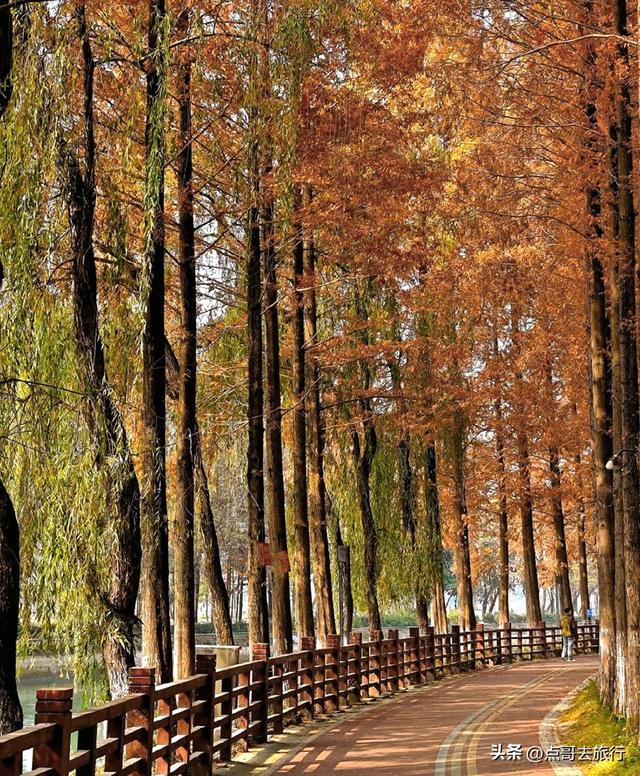 免费！成都府河上的水杉红惊艳来袭，地铁公交车直达！