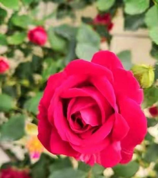 情感：女人过中年，最渴望的“肉麻”行为竟然是这些！