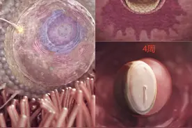 deep seek 告诉你，胎宝宝1到10个月的蜕变。图片