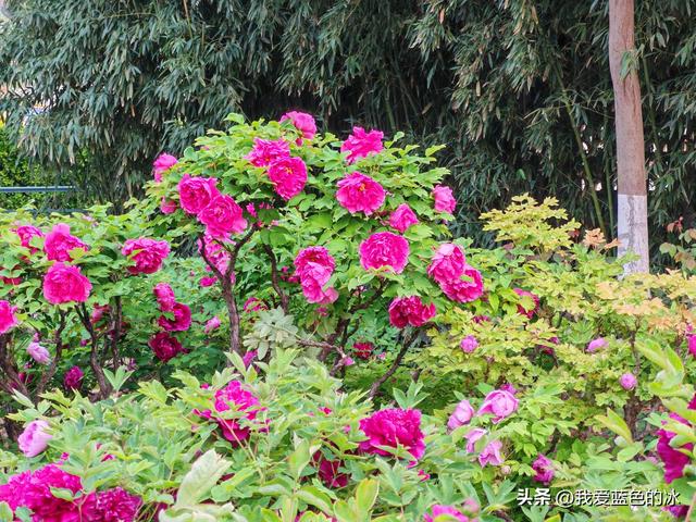 逛菏泽天香公园，这里牡丹很吸引游客，关键是二十四小时免费参观