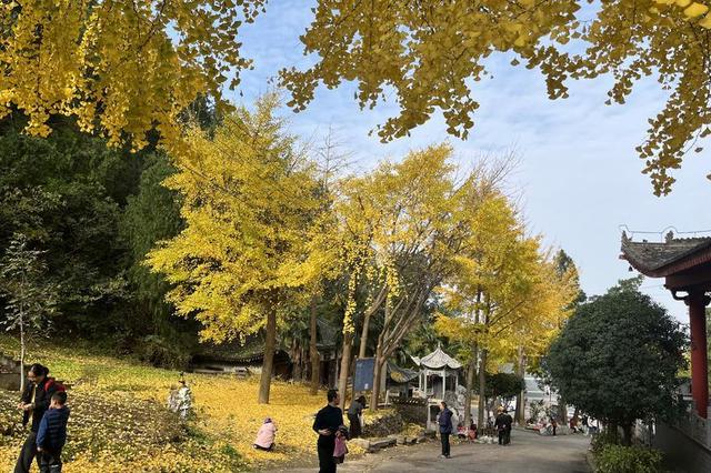 银杏披“金甲”！西安化羊庙美景如画
