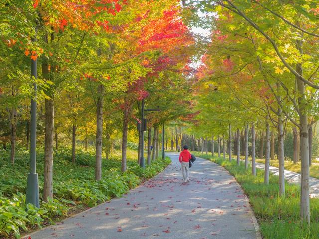 藏不住了！北京通州这条4.4公里“红叶大道”，美到封神~