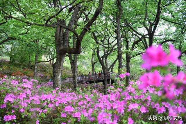 探索自然野趣、探秘植物王国……带孩子来昆明避暑，走这条线路必游！