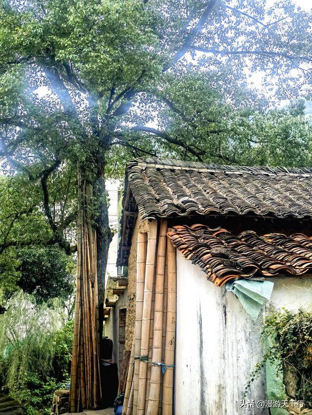 武义郭洞号称江南第一风水村，连坞茶山犹如地球指纹
