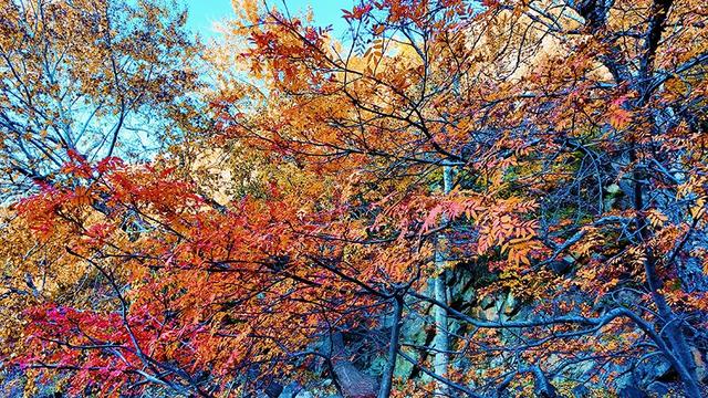 【支援合作 共谋发展】林西秋深：“福山”揽翠色 “花楸谷”醉红妆