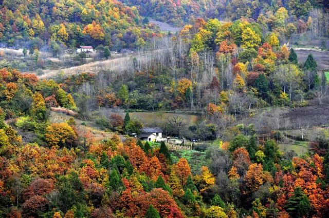 徽县大河店镇：层林尽染处 藏着最治愈的秋日时光