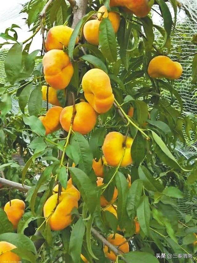 渭南乡韵·千年一村 ③ | 遇仙村：一个藏着千年传说的“仙境”古村