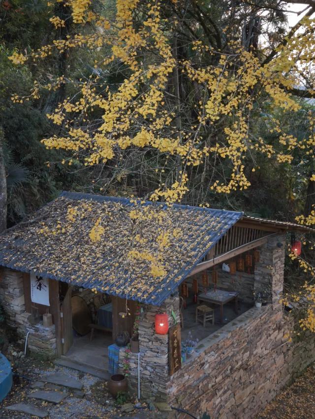 邵阳人藏不住的秋冬快乐!这些“金色浪漫”,@所有人来约!