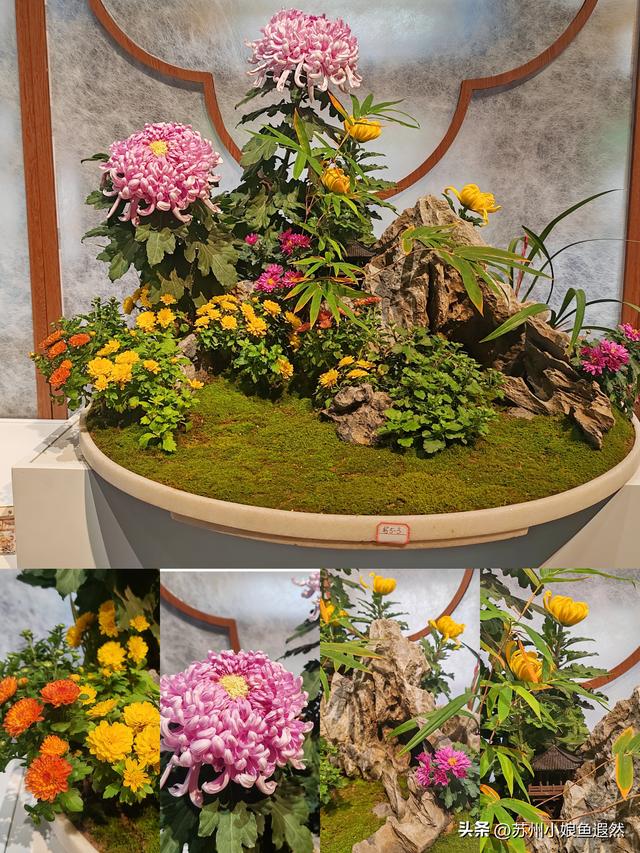2025苏州狮子林菊展：赴一场比《甄嬛传》存菊堂更盛的秋日菊宴