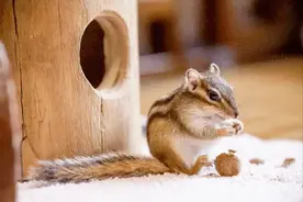 胖成球！西湖松鼠被喂成 “松猪”，景区急了：再喂就送医图片