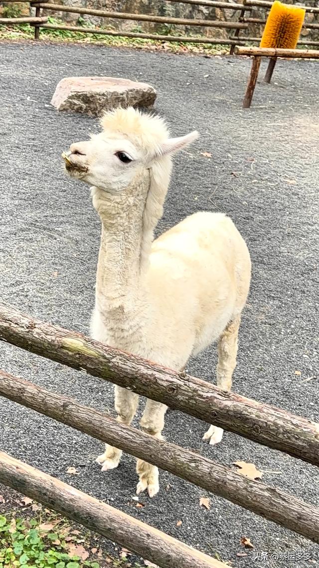 上海动物园的高颜值图鉴