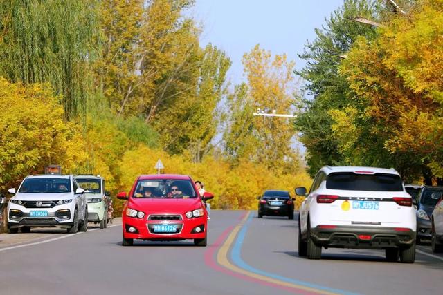 陕州黄河廊道：秋染长堤入画来