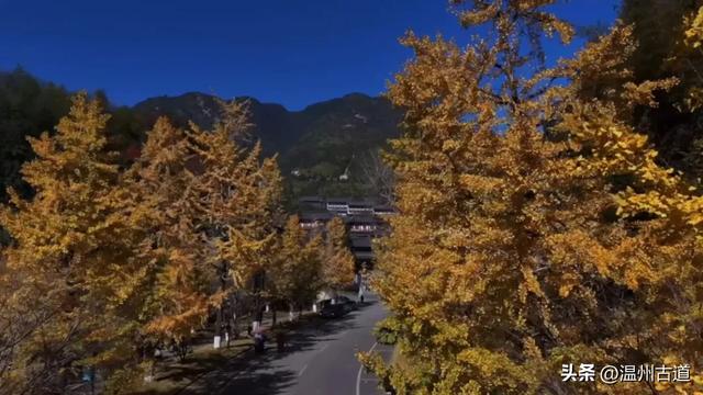 “含金量”爆棚!初冬限定,温州这处千年古刹的银杏大道美翻了!