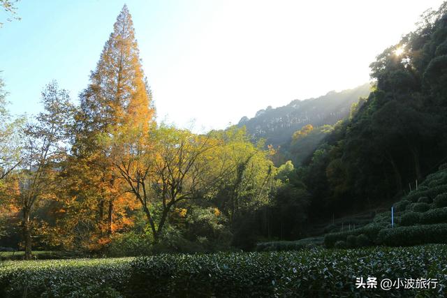 杭州冬日徒步，从古村到茶园，银杏金黄枫树染红，感受山野之乐