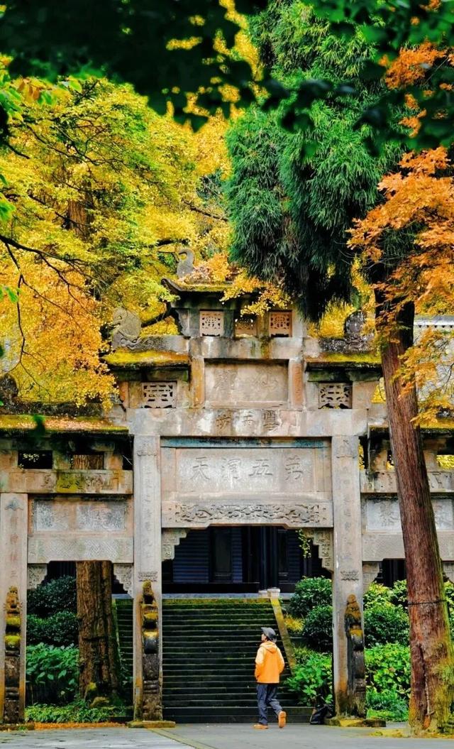 黄了！彩了！1h刹拢成都最近赏秋地，徒步拿奖牌、邂逅古寺银杏！老街美食好吃惨！