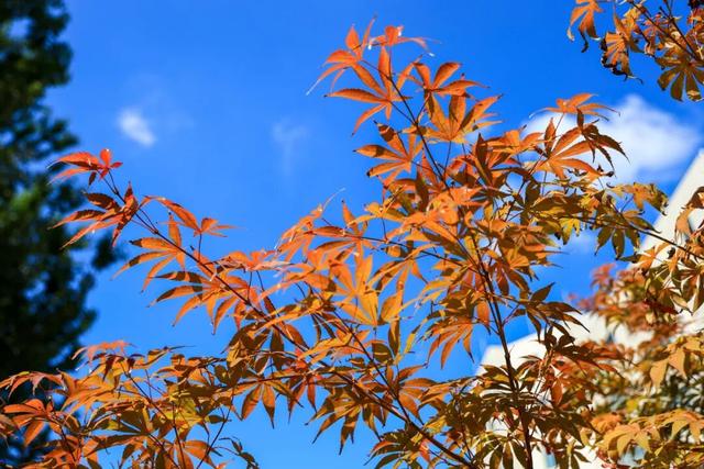 藏不住了！这里的秋天美到“犯规”！