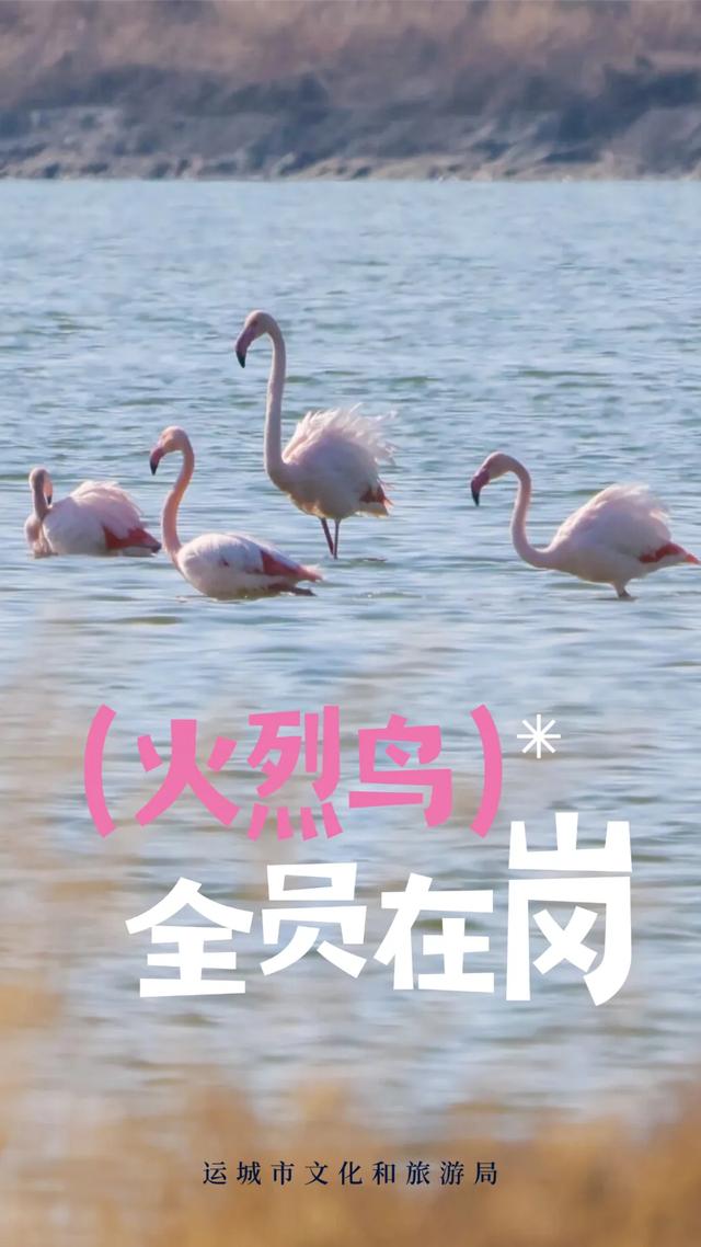 全员在岗!雪景+粉羽精灵,运城冬日限定美景你不来吗?