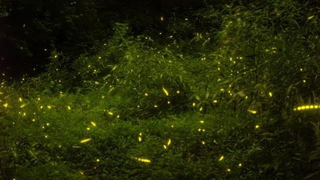 逃离都市热浪！南京老山森林公园超全攻略，承包你一日清凉与野趣