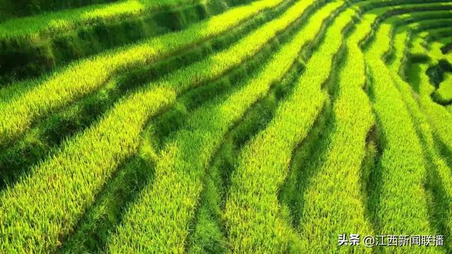 国庆邂逅中秋,看江西这片千年梯田“换金装”