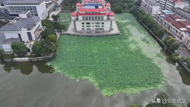田阳区荷花绽放映盛夏 香芒湖成为市民“打卡点”