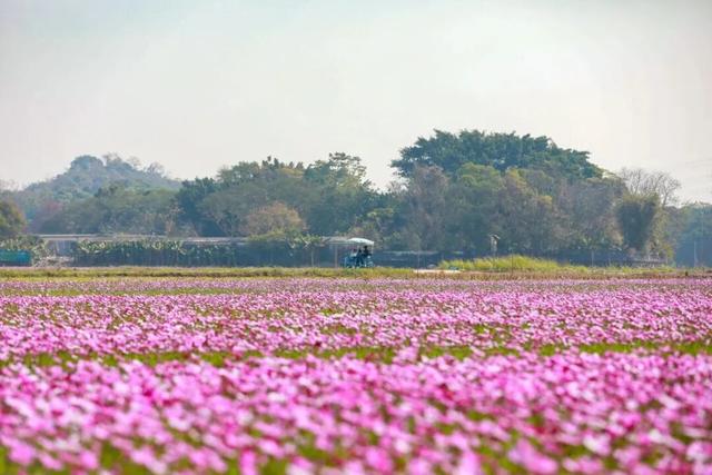 中山这片粉色花海，开了！