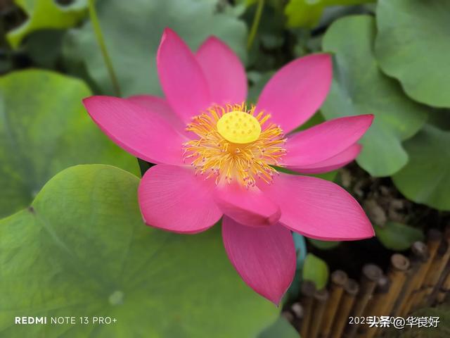 花艳叶新 “荷”你相遇——古漪园观荷记