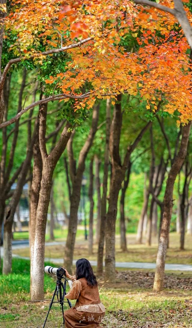 太出片了！这里的枫叶红了，乌桕美了！网友：原来武汉的秋天这么多情！