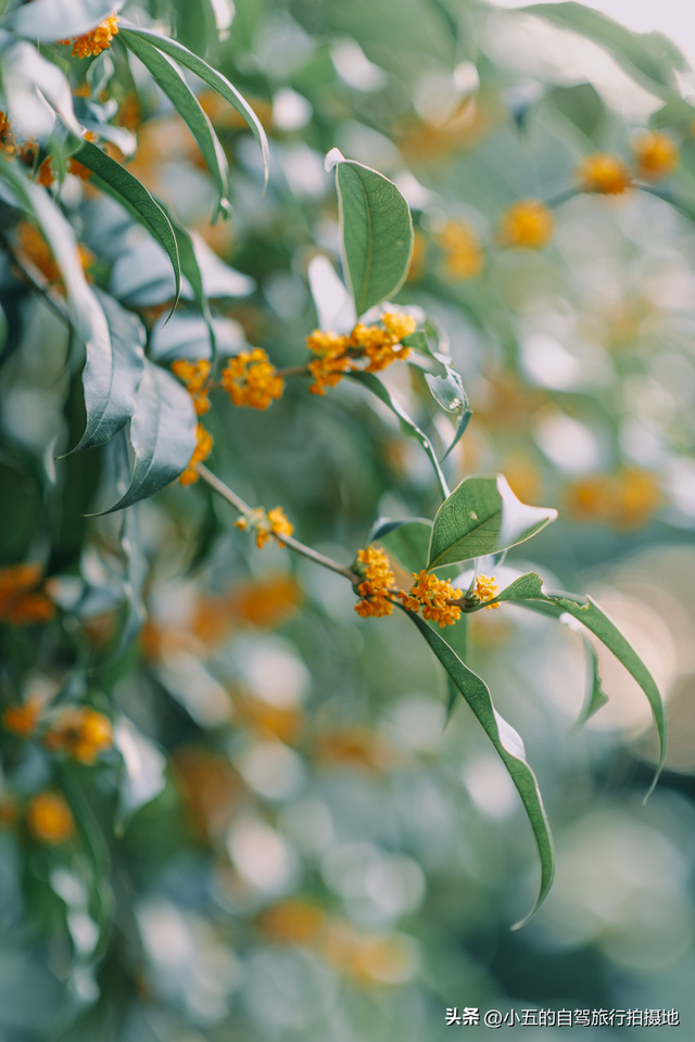 杭州满觉陇暴走攻略：秋天的第一口桂花香，从鼻子到舌尖全沦陷！