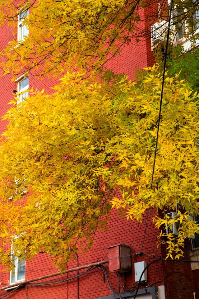 秋天来北京一定要去的胡同！东四十二条，如同金色的海洋