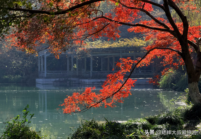 来了杭州“西湖枫景”才知道，原来中式氛围绝美优雅，可免费观赏