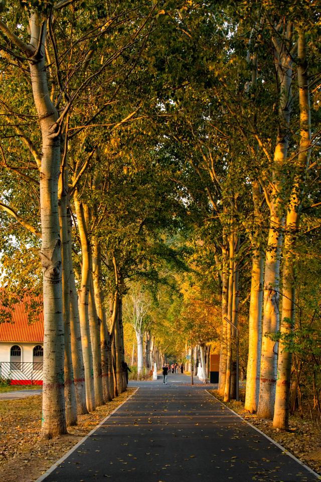 北京秋天金黄色的秘境公园，不收费的东坝郊野，已美成金色海洋