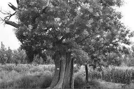 山东省16地市“最老的古树”排名，临沂这棵树太厉害了！图片