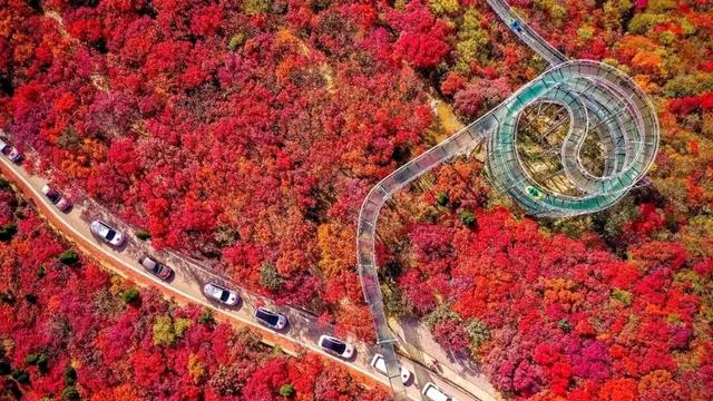 南有琅琊古城｜北有红叶柿岩，解码文旅双星炼成记