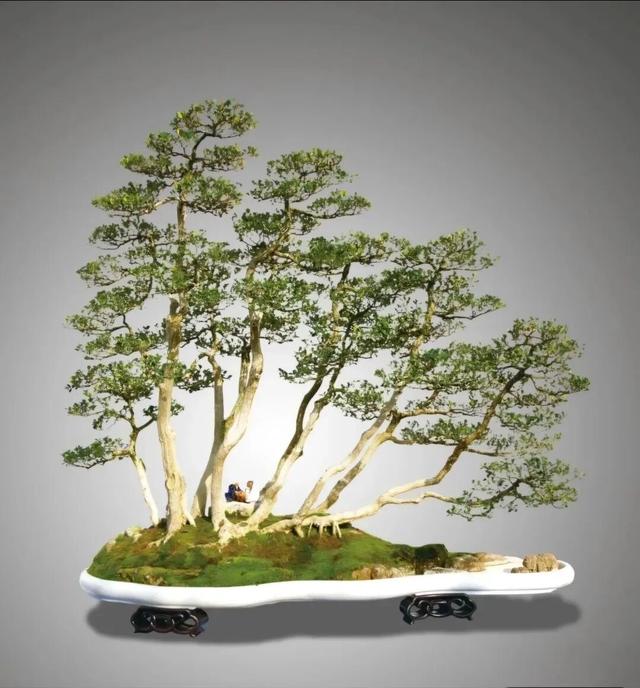 丛林盆景制作技巧｜把“微型森林”搬回家，丛林盆景这么做超简单