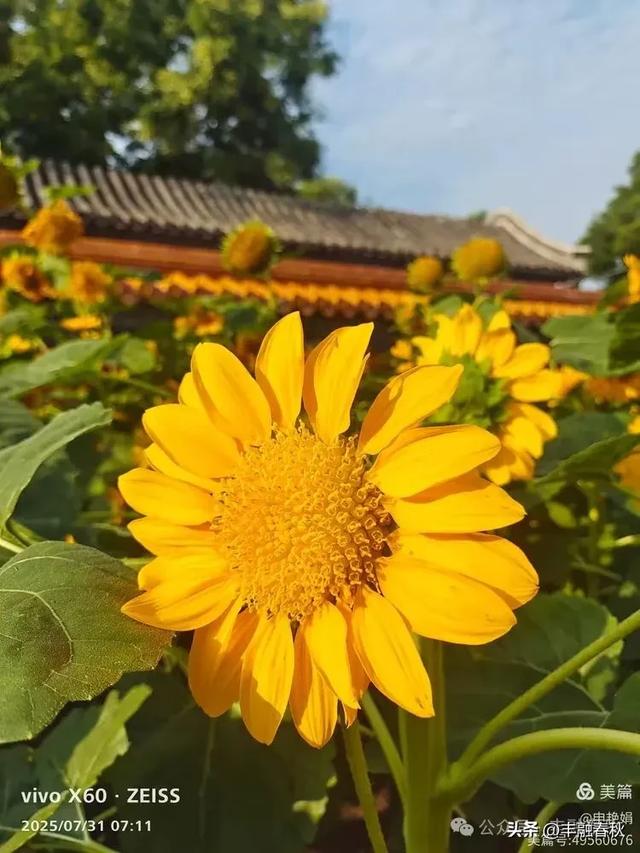 北京景山公园向日葵花海,夏日盛景| 申艳娟