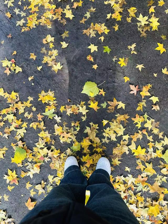 「石家庄拾秋日纪」裕西公园的银杏，黄了