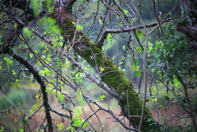 《玉兰王国》之捕鱼记