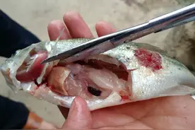 这四种鱼小贩自己都不吃，长期食用增加患病风险，看完转告家人！图片