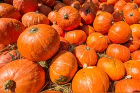 3个绝招让南瓜、丝瓜、黄瓜挂满架！虫害绕道走，新手也能大丰收图片