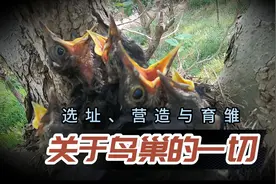 关于鸟儿的春夏育雏和保护|视频图片