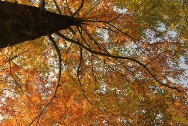 好多人都去了！金堂这个地方最近很火！