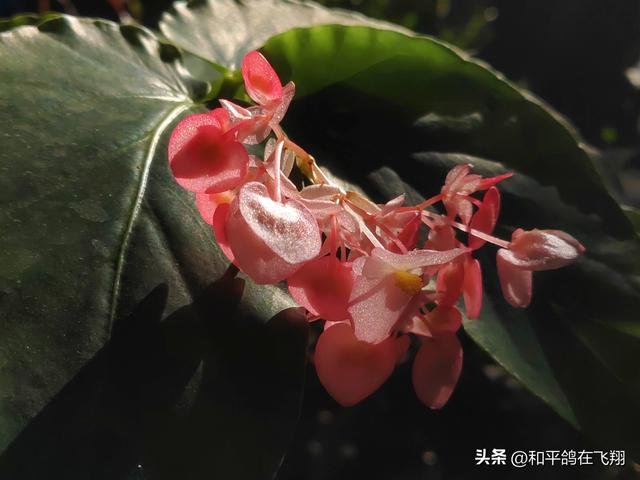 厦门植物园：邂逅自然的绮梦