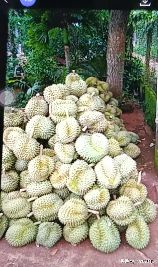 失去中国市场后，大量水果烂地里卖不出去，现在开始后悔得罪中国