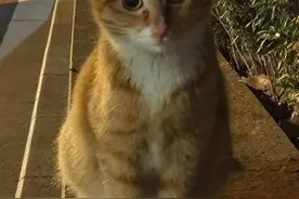 南京大学校庆日“校猫”被钢珠打碎头骨？学校保卫处：看了一夜监控，暂未锁定嫌疑人图片