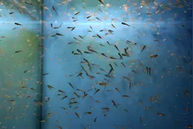 一厘米多的金鱼苗喂什么？喂好金鱼苗，这些技巧你必须掌握！图片