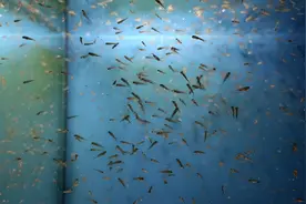 一厘米多的金鱼苗喂什么？喂好金鱼苗，这些技巧你必须掌握！图片