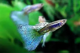 九种孔雀鱼品种图片