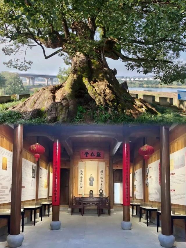 古树观鸟图鉴・研学线路② | 雕梁画栋×非遗生态！黄山研学“双料派对”太炸💥| 超级皖黄山市争霸赛等你来战