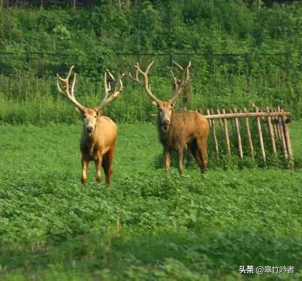 江苏12大5A景区终极考验！去过3个算入门，全去过的是真“大神”