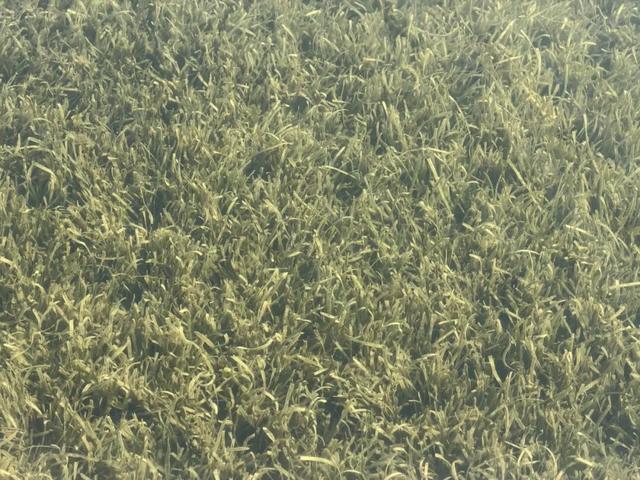 别人卷分数，无锡“卷”水质！太湖这份成绩单太硬核